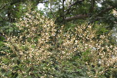 Acacia leucophloea